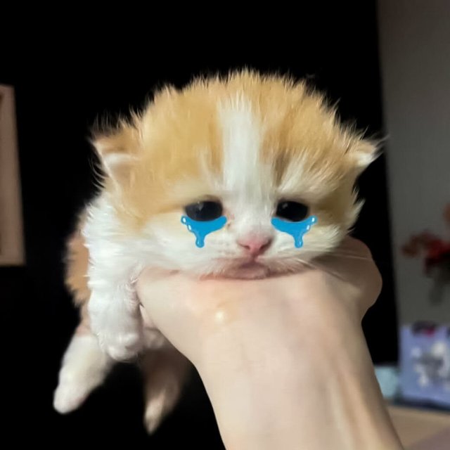 Meme con mèo khóc cute dễ thương