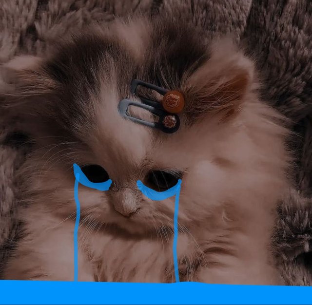 Meme con mèo khóc cute đốn tim