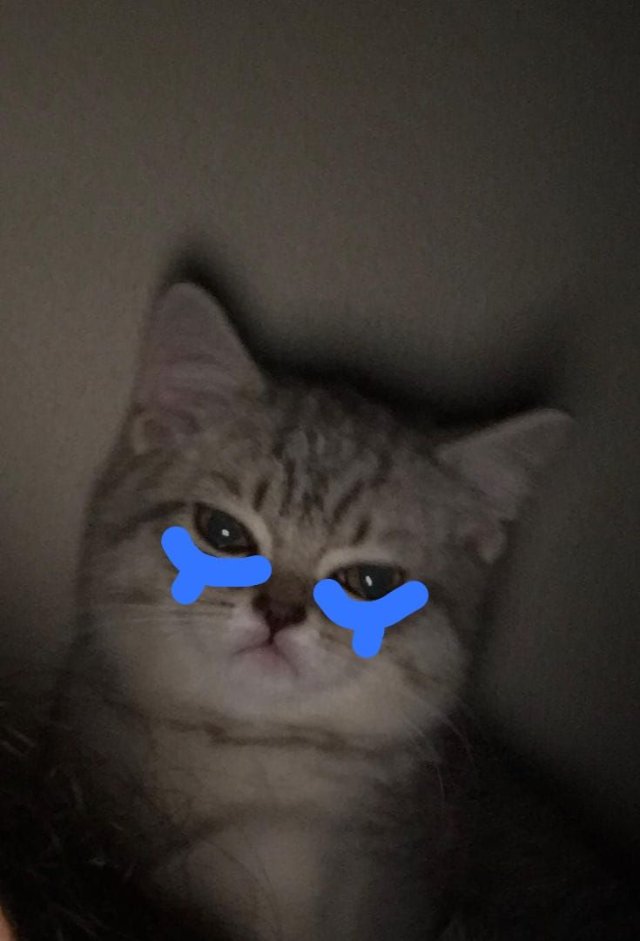 Meme con mèo khóc cute giận dữ