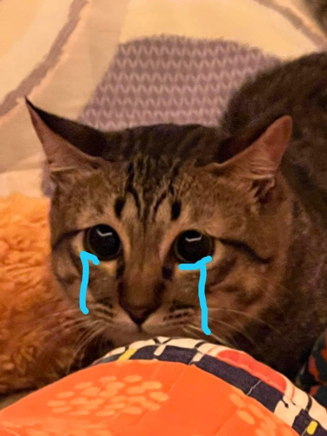 Meme con mèo khóc cute nhất 2026