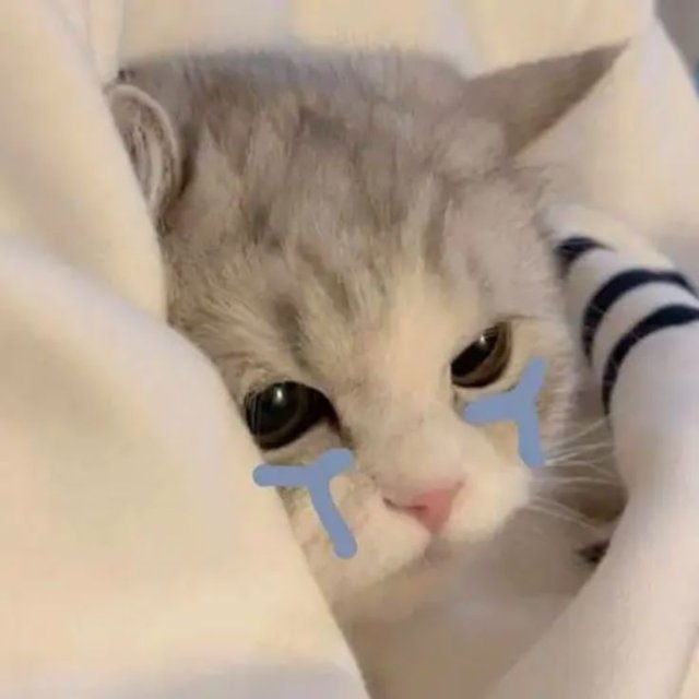 Meme con mèo khóc cute