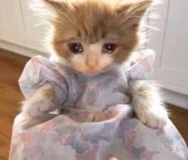 Meme con mèo khóc slay công chúa