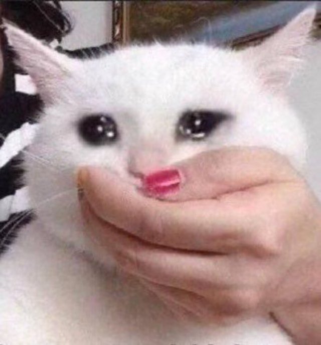 Meme con mèo khóc slay cute