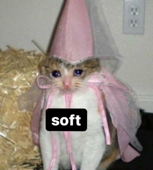 Meme con mèo khóc slay nhất