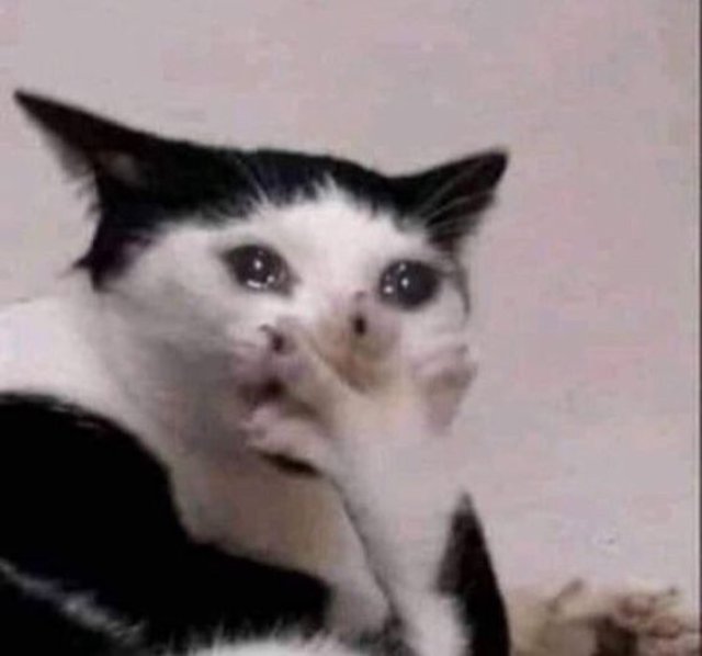 Meme con mèo khóc slay