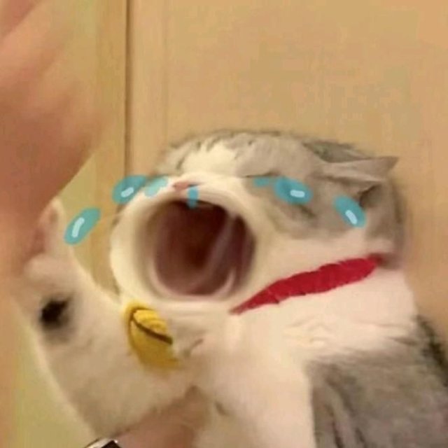Meme con mèo khóc thét cute