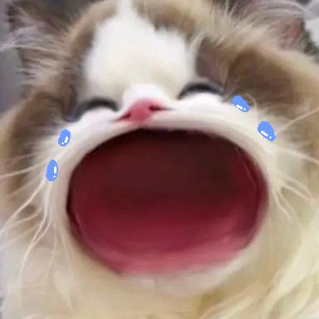 Meme con mèo khóc thét đáng yêu