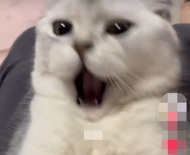 Meme con mèo khóc thét hài hước