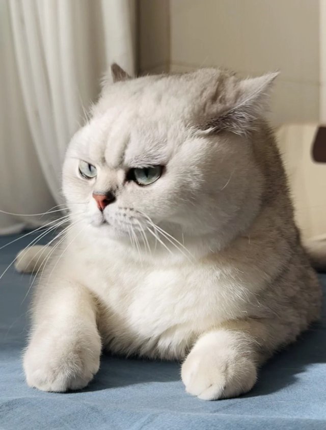 Meme con mèo tức giận