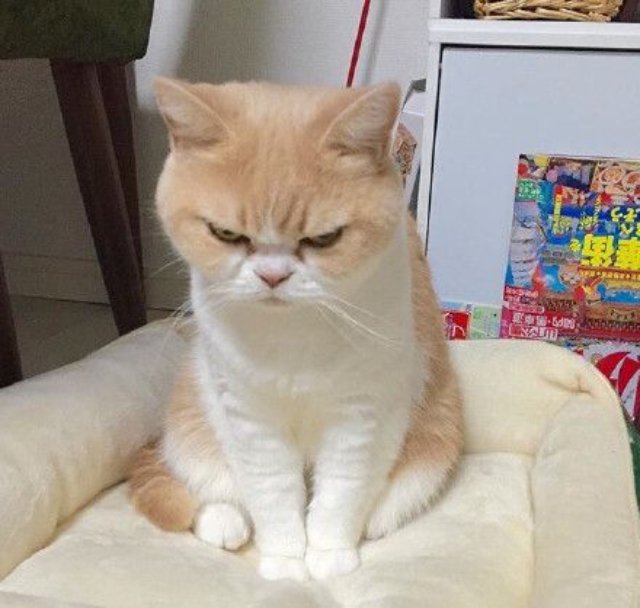 Meme con mèo tức tối