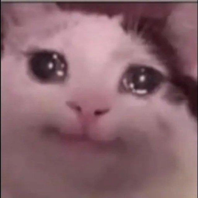 Meme con mèo vừa khóc vừa cười đáng yêu