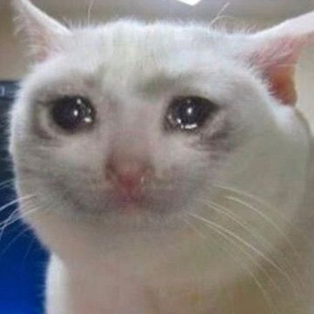 Meme con mèo vừa khóc vừa cười dễ thương