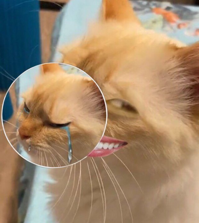 Meme con mèo vừa khóc vừa cười troll