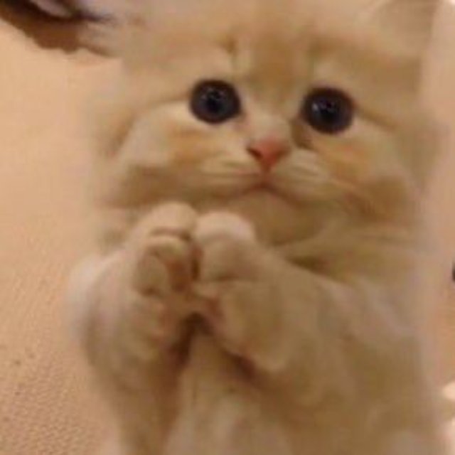 Meme con mèo xin lỗi chắp tay