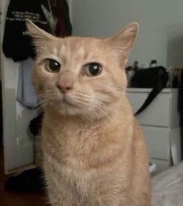 Meme mèo bựa biểu cảm hài hước