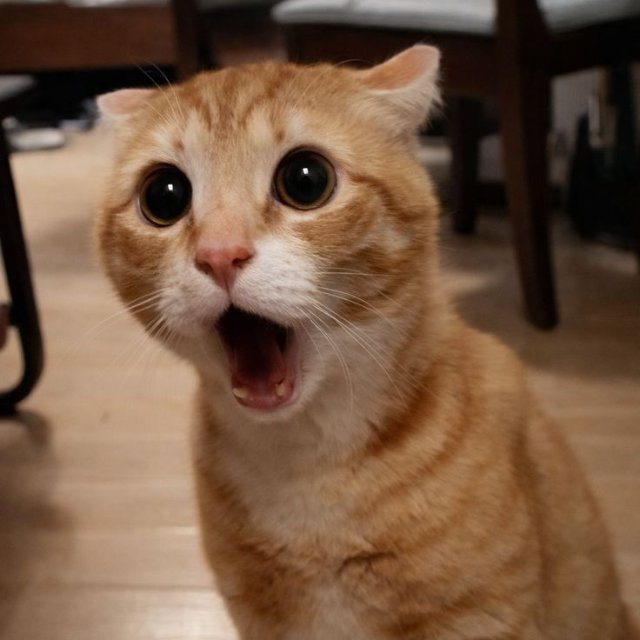 Meme mèo bựa có biểu cảm hài hước