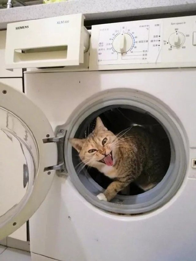 Meme mèo bựa quậy phá máy giặt