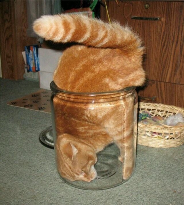 Meme mèo bựa quậy phá mọi thứ mới nhất 2026