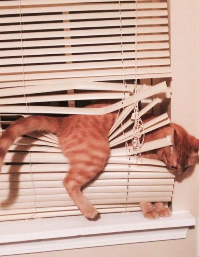 Meme mèo bựa quậy phá mọi thứ mới nhất