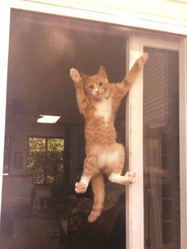 Meme mèo bựa quậy phá mọi thứ mới