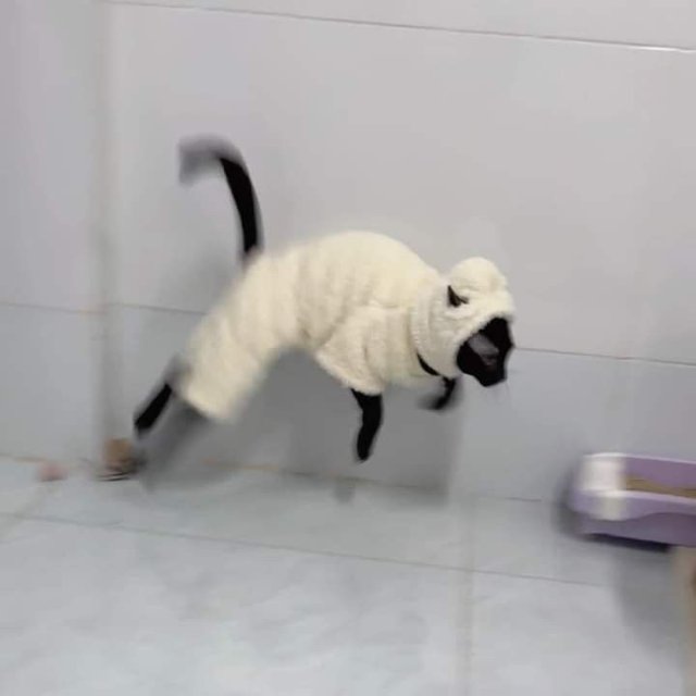 Meme mèo bựa quậy phá mọi thứ