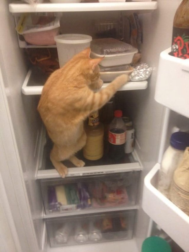 Meme mèo bựa quậy phá tủ lạnh
