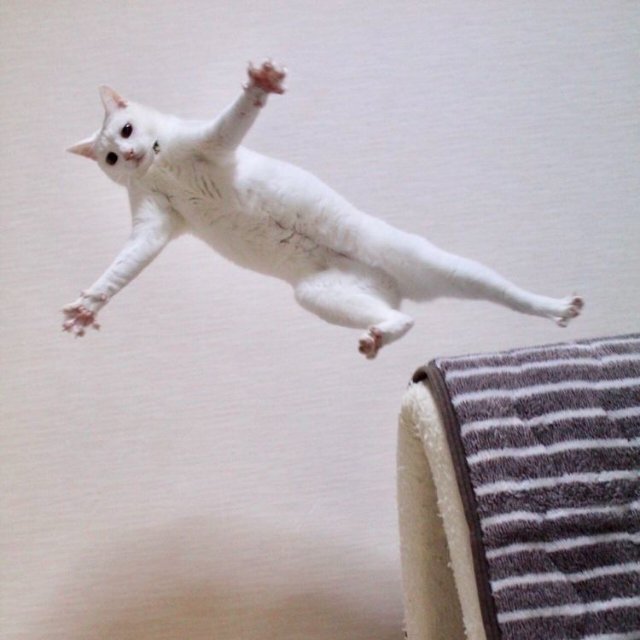 Meme mèo bựa trong những tư thế bay khó đỡ