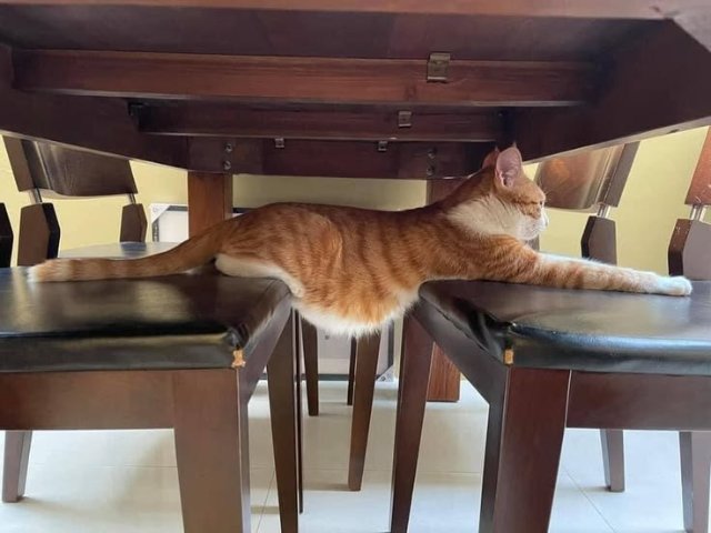 Meme mèo bựa trong những tư thế khó đỡ hài