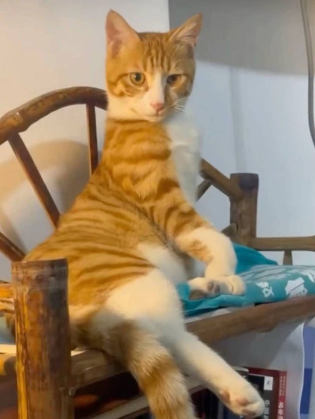 Meme mèo bựa trong những tư thế khó đỡ slay