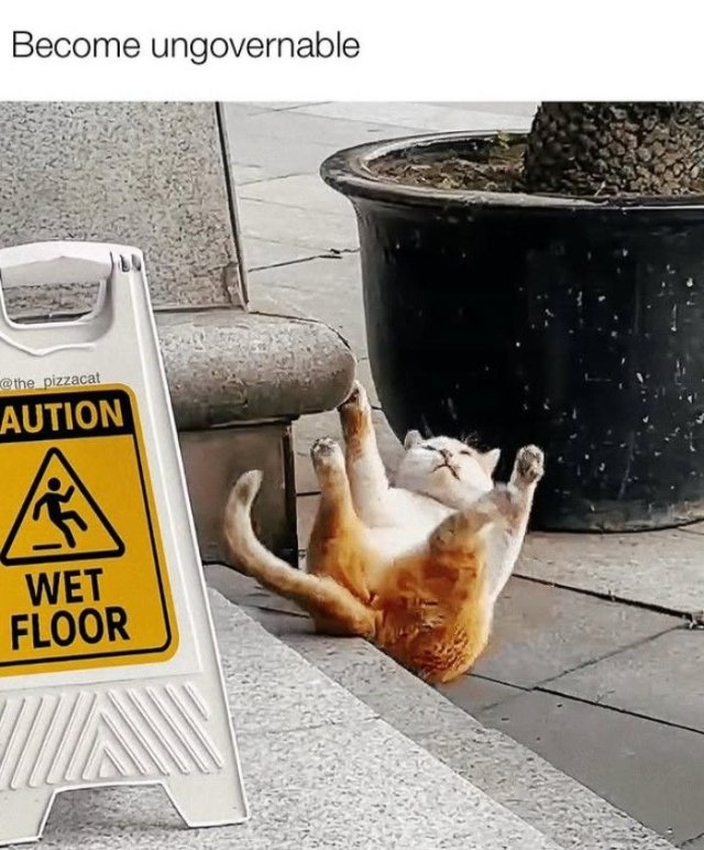 Meme mèo bựa trong những tư thế khó đỡ