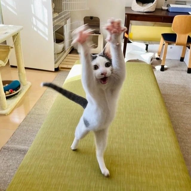 Meme mèo bựa trong tư thế khó đỡ hài hước