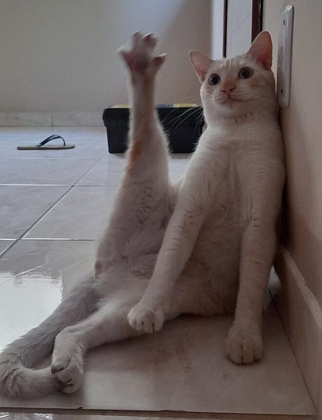 Meme mèo bựa trong tư thế khó đỡ