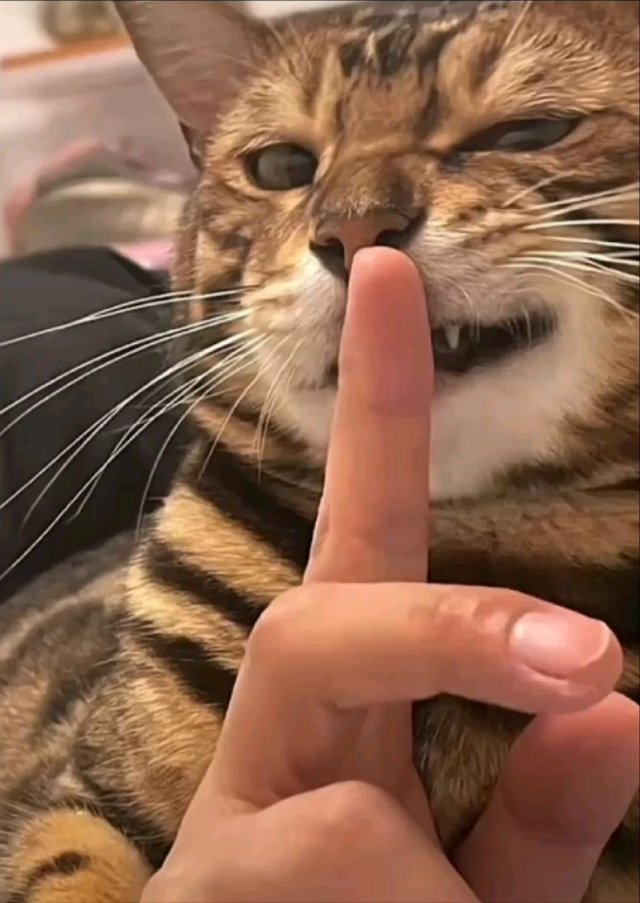 Meme mèo bựa với biểu cảm hài hước 2026