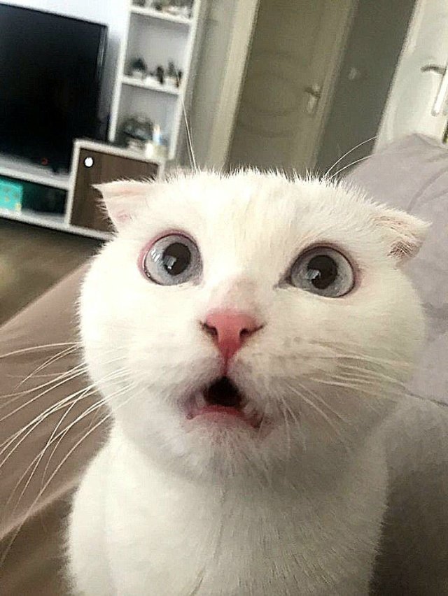 Meme mèo bựa với biểu cảm hài hước mới nhất