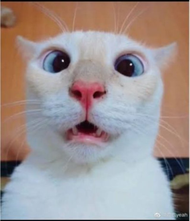 Meme mèo bựa với biểu cảm hài hước mới