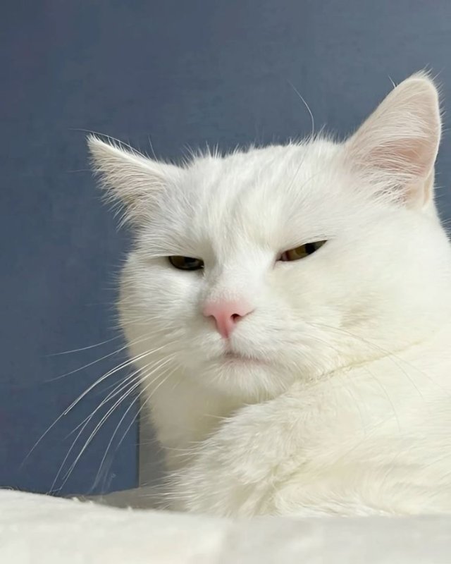 Meme mèo bựa với biểu cảm hoang mang cute