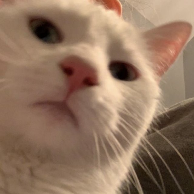 Meme mèo bựa với biểu cảm hoang mang nghi ngờ