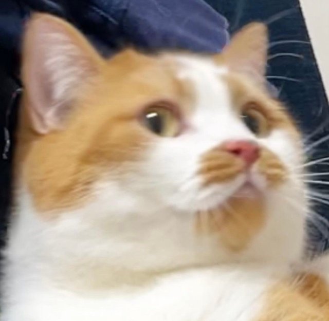 Meme mèo bựa với biểu cảm hoang mang