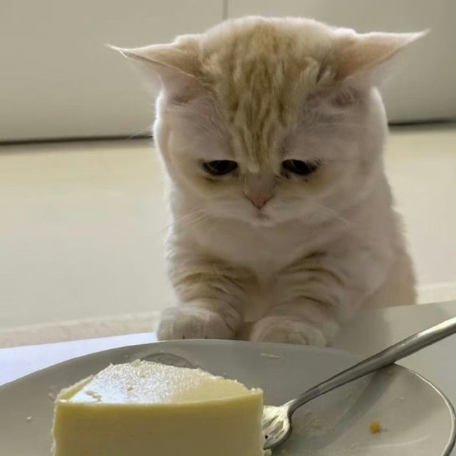 Meme mèo buồn cute chán ăn