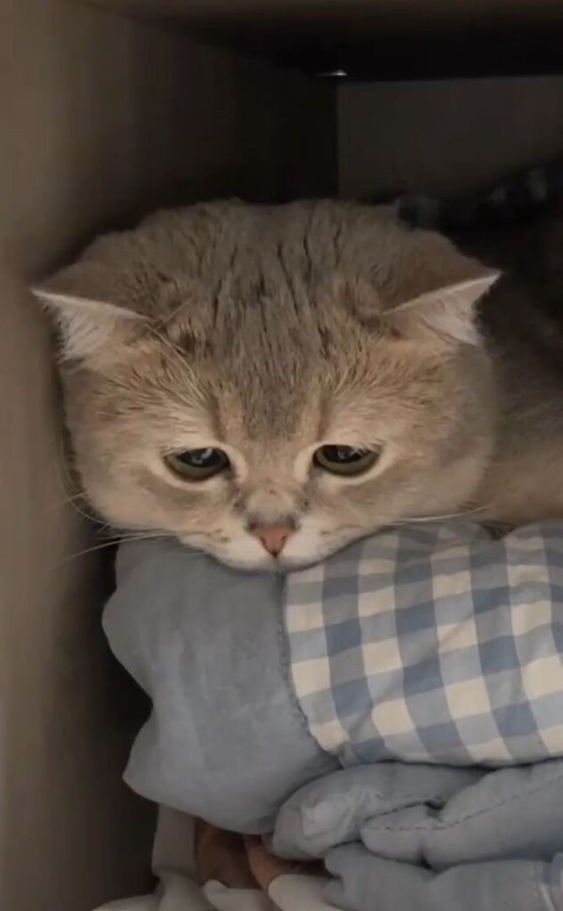 Meme mèo lè lưỡi lêu lêu