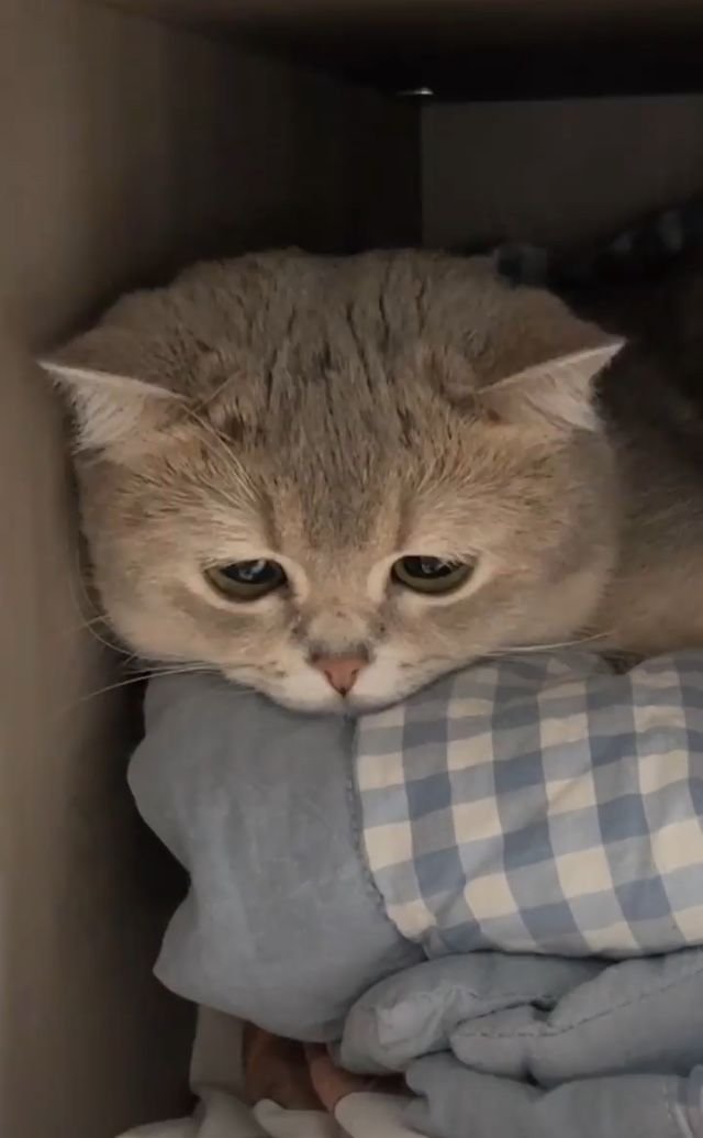 Meme mèo buồn cute nhất 2026