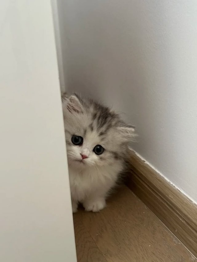Meme mèo buồn cute trốn trong góc