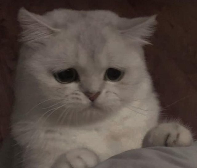 Meme mèo buồn cute