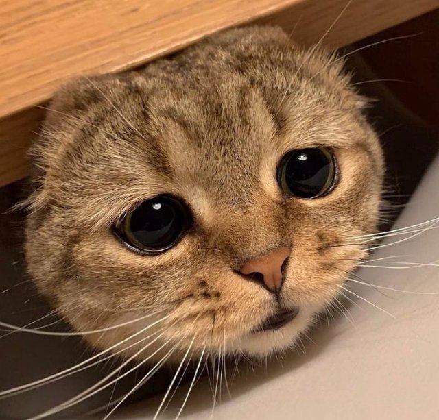 Meme mèo buồn đáng yêu nhất 2026