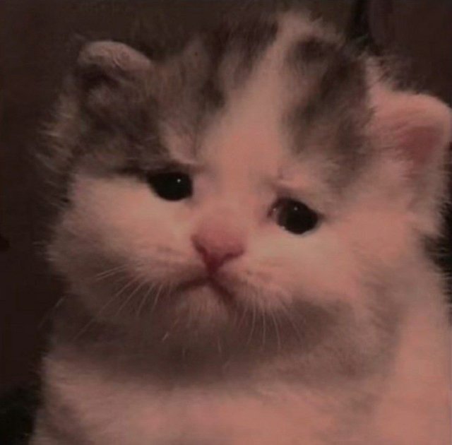 Meme mèo buồn đáng yêu