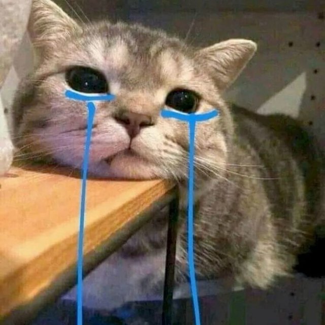 Meme mèo buồn, khóc