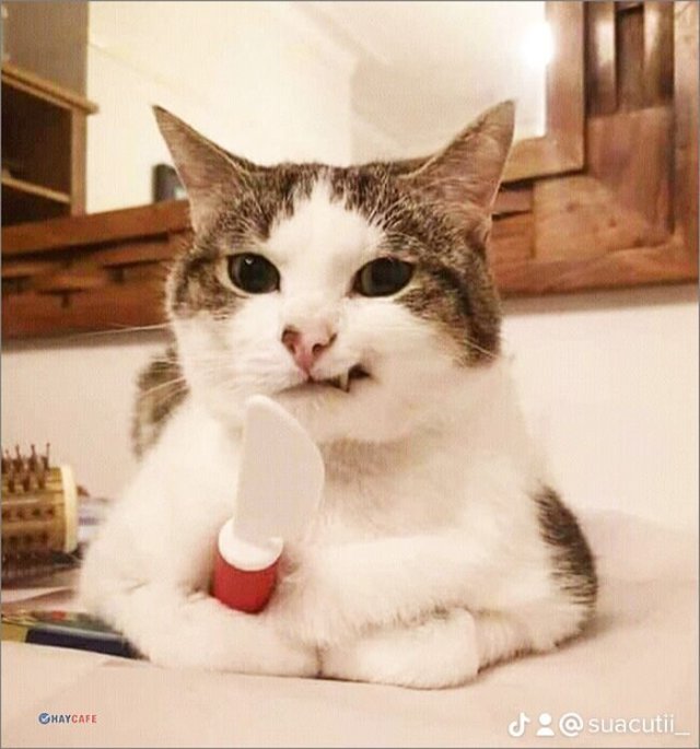 Meme mèo cầm dao cute