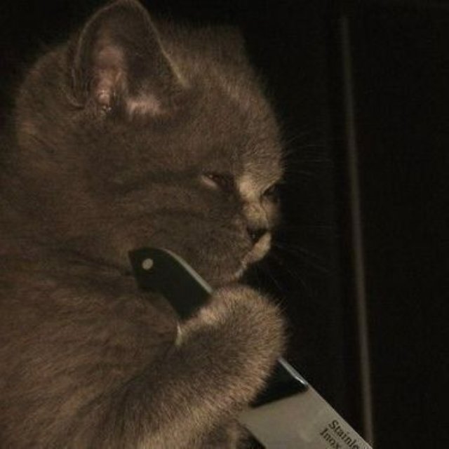 Meme mèo cầm dao dễ thương mới nhất