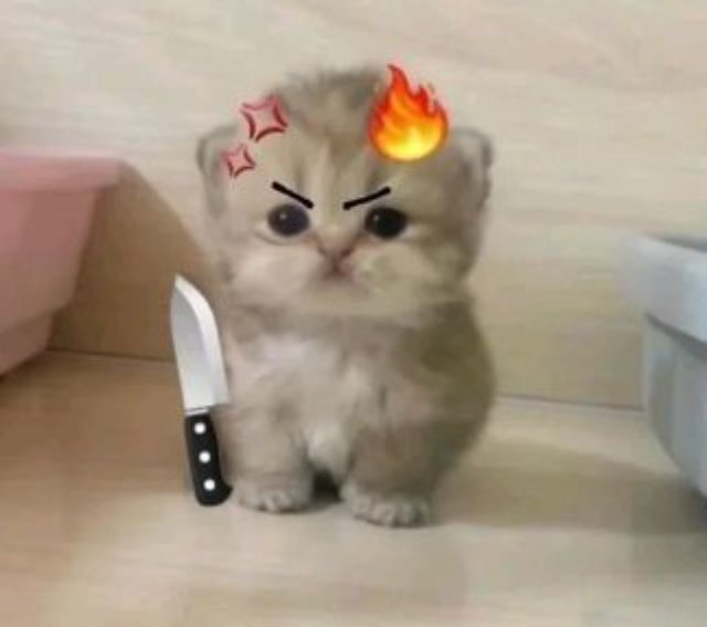 Meme mèo cầm dao dễ thương nhất