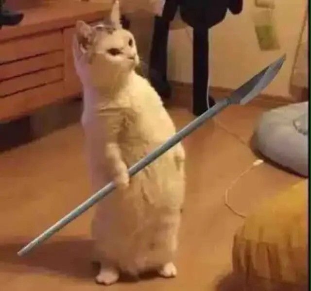 Meme mèo cầm dao dễ thương